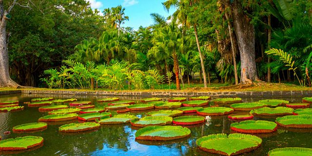 Mauritius national botanical garden (4)